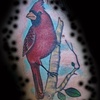 cardinal on neck