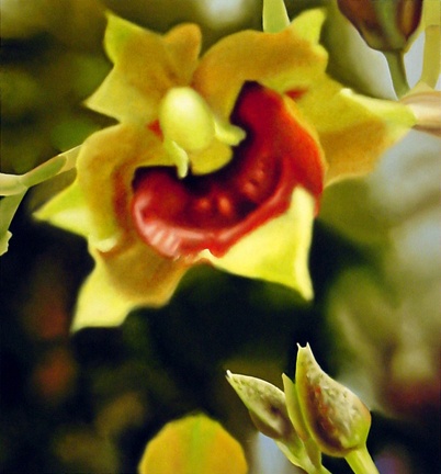 Orchid (#700)