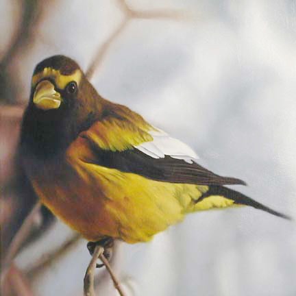 Evening Grosbeak