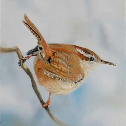 Carolina Wren