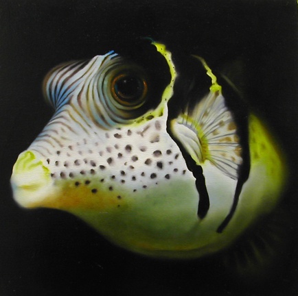 Black-saddled Toby Pufferfish