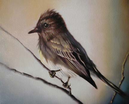 Eastern Phoebe