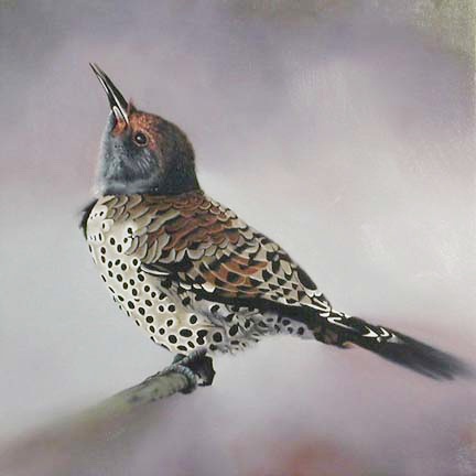 Northern Flicker
