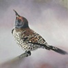 Northern Flicker