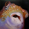 Spotted Pufferfish
