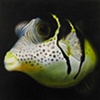 Black-saddled Toby Pufferfish