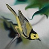 Hooded Warbler