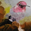 Anna's Hummingbird