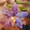 Centaury Flower