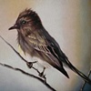 Eastern Phoebe