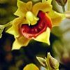 Orchid (#700)