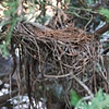 sparrow's nest