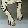 Dog Portraits