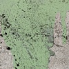 Oops (Green)