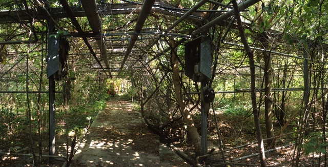 Phones in Abandoned Greenhouses, Berlin, Ohio