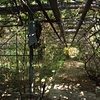 Phones in Abandoned Greenhouses, Berlin, Ohio