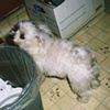 Garbage Lover
