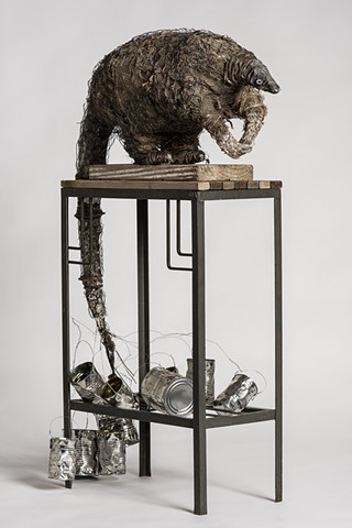 endangered pangolin