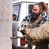 Zoran the Shepard