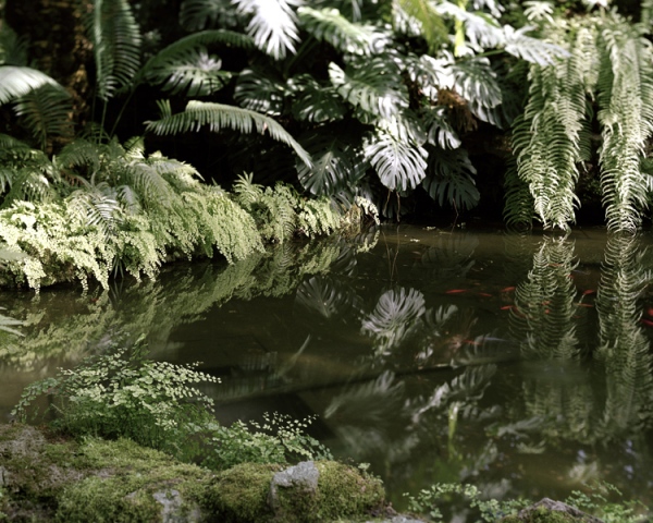 Detail 2: Coy Pond