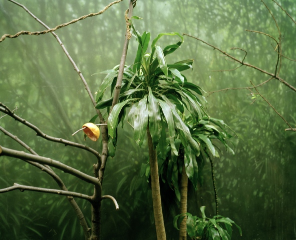 Dodo Room