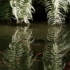 Detail 2: Coy Pond