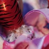Pinks, dice and zebra 