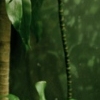 Dodo Room