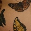 katies butterfly swarm