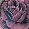 rose shade