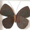 Arundinaria Optima butterfly
