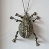  Licoridae Walnut weevil