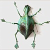 Inconspicuitica Needle Footed katydid 