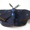 Daisycloak Saturniid moth 