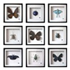 entomology 