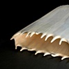 Celia Greiner Woodworking