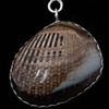 025 Fossil Clam with Sterling