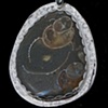 027 Fossil with Sterling