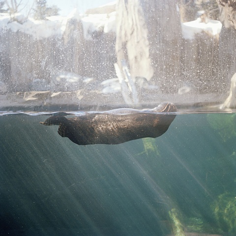 Minnesota Zoo, Apple Valley #4