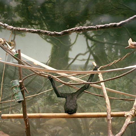 Lincoln Park Zoo, Chicago, Illinois #3