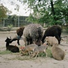 Budapest Zoo, Hungary #1