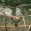 Lincoln Park Zoo, Chicago, Illinois #3
