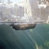 Minnesota Zoo, Apple Valley #4