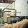 Berlin Zoo, Germany #3