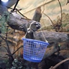 Como Zoo, St. Paul, Minnesota #6
