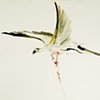 Untitled (Vulture Guts)
