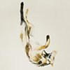 Falling Wolf