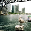 Vancouver seagull