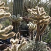 Walking Cacti in Arizona