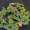 Lily pad